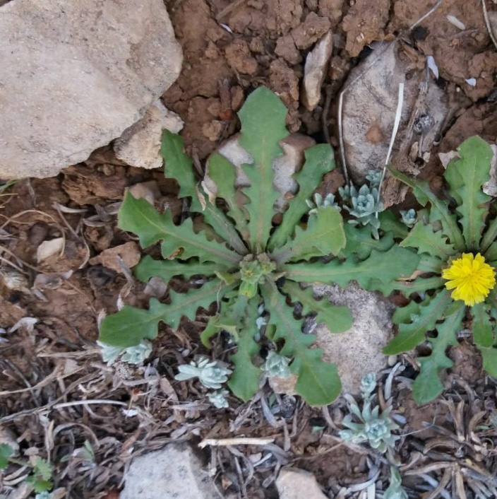 گارهادیلوس